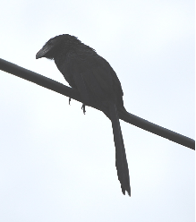 Smooth Billed Ani